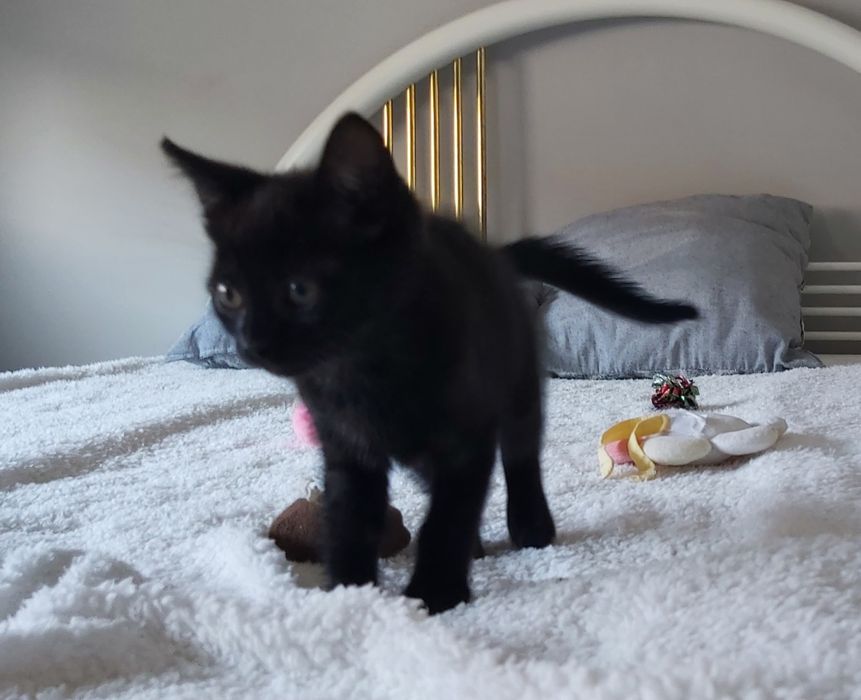 Gatinhos bebés para adoção