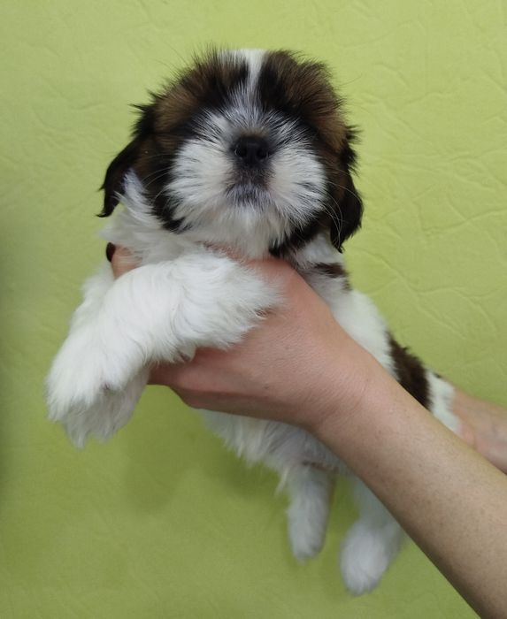 Супер хлопчик Ши-тцу цуцик