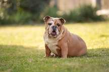 Buldog Angielski Suczka