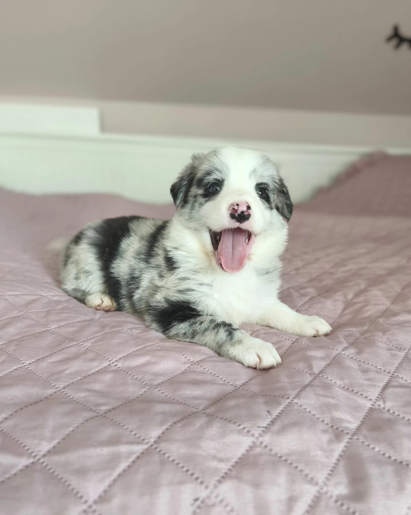Piękny chłopiec rasy border collie