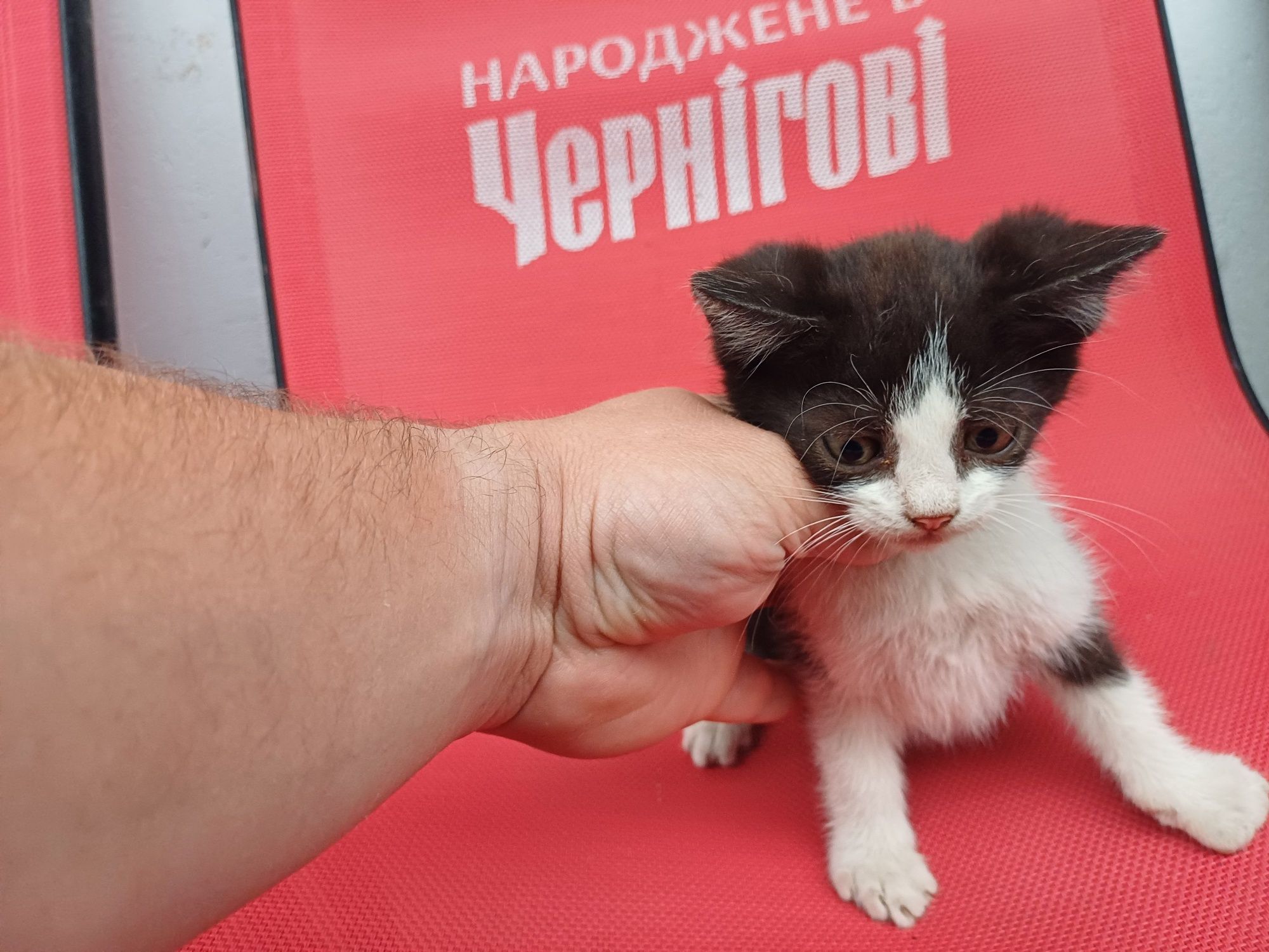 Кошенята у добрі руки