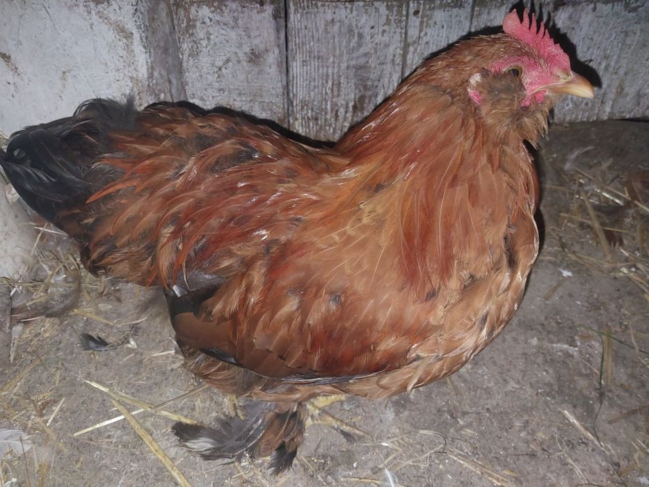 Sprzedam 4 młode koguty i jednego dwu-letniego