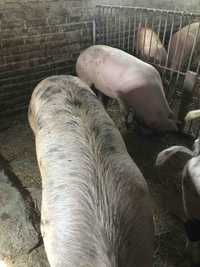 Свині 160-170 кг