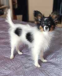 Papillon Contynentalny Toy Spaniel. FCI