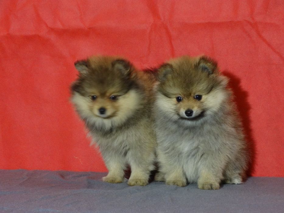 Szpic miniaturowy suczka z rodowodem