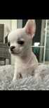 Chihuahua mini piesek