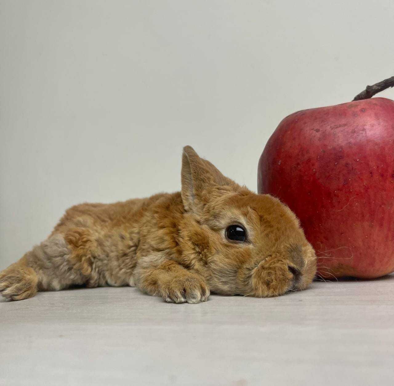 Гіпоалергений Нідерландський карлик, кролик декоративний, карликовий