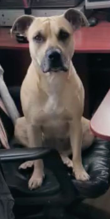 Пропала, потеряна  собака, американский стафф вознаграждение 20к