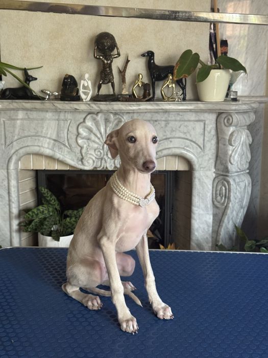 Charcik Włoski piesek