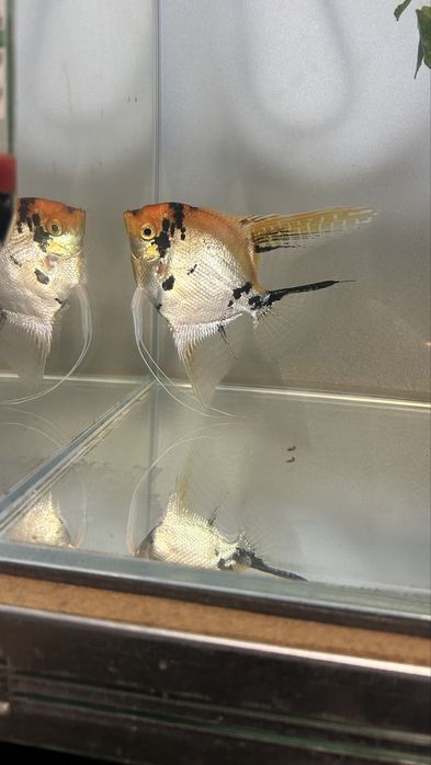 Vendo peixe escalar adulto