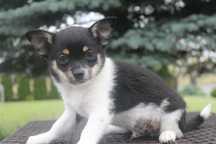 Chihuahua śliczny piesek - już do odbioru