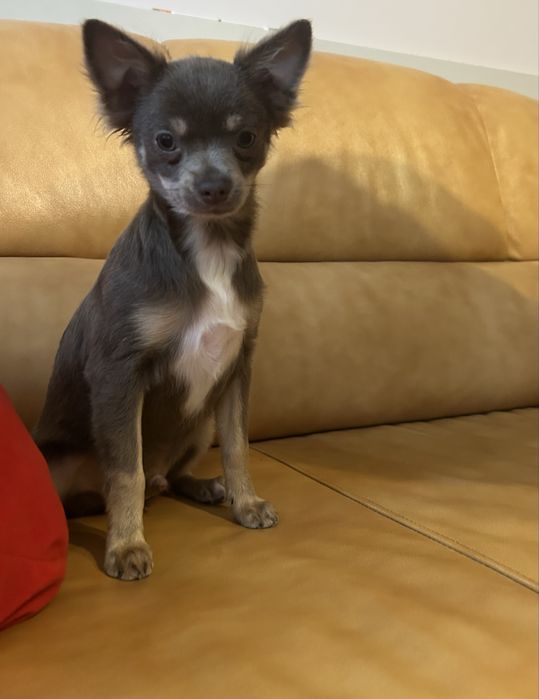 Chichuahua czekoladowy piesek