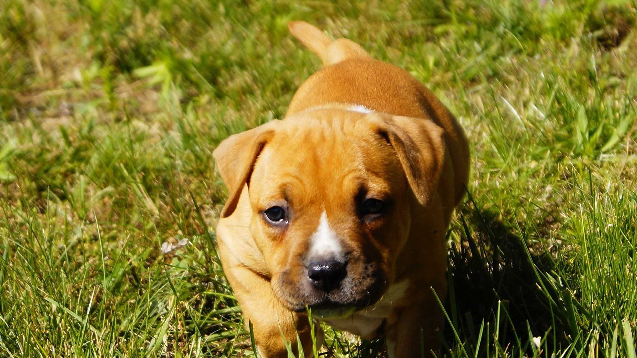 Echo- mocny, rudy samiec Amstaff z rodowodem ZKwP/FCI do rezerwacji