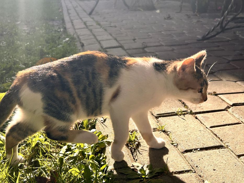 Oddam kotę w dobre ręce