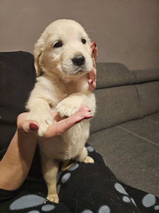 Golden retriever szczeniak