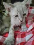 Adoção de gatinhos