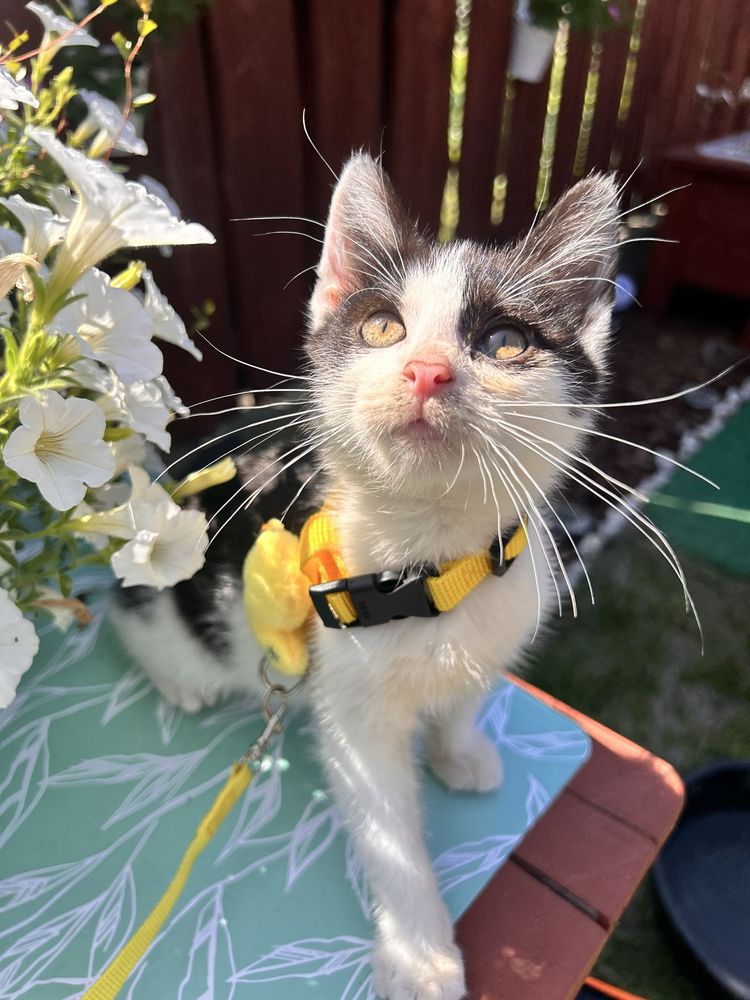Kochany misio do adopcji