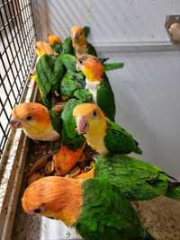 Неймовірно гарні папуги Каїк