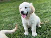 Golden Retriever macho com Lop e afixo