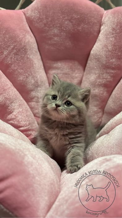 Kocurek brytyjski kot brytyjczyk rodowod FPL kotek piekny