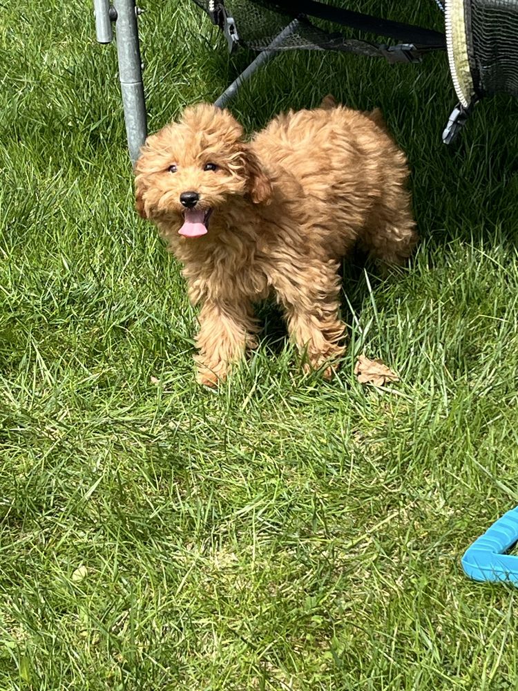 Cavapoo piekny piesek do odbioru