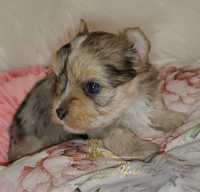 York Blue Merle Yorkshire Terrier -chłopczyk dostępny