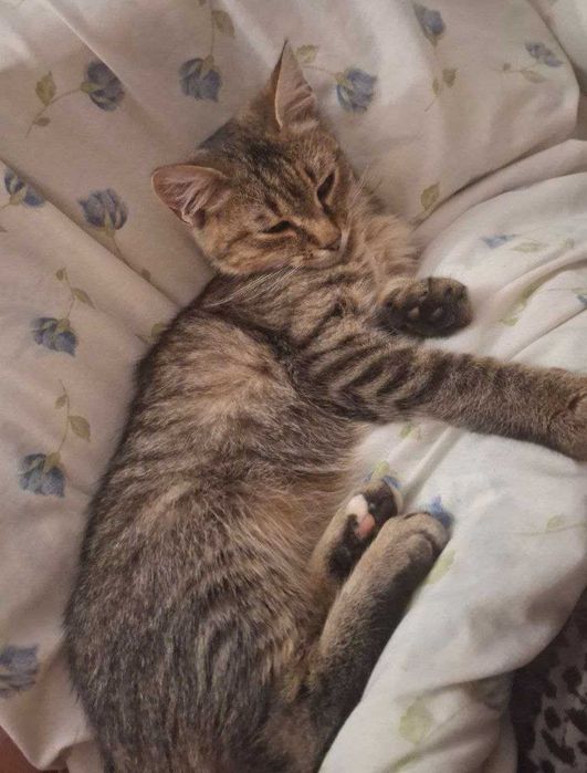 Віддам лісову красуню в добрі руки