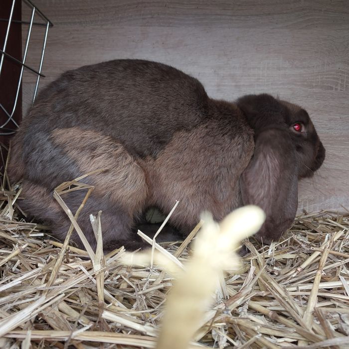 Sprzedam młodego samca barana francuskiego