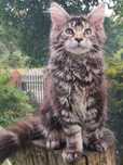 Kotka  Maine Coon