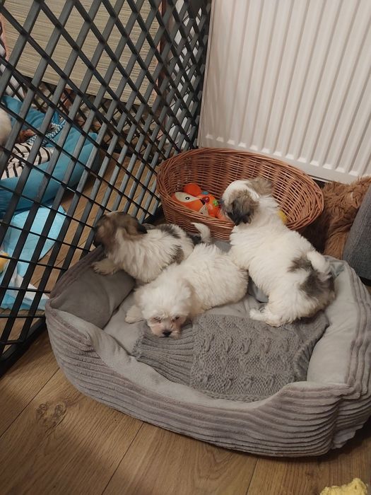 Sliczny szczeniak malshi do rezerwacji