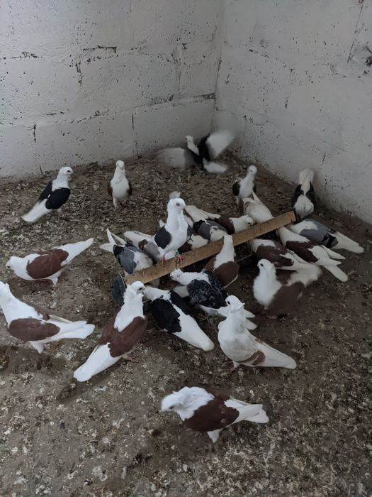 Sprzedam gołębie typu Mewki