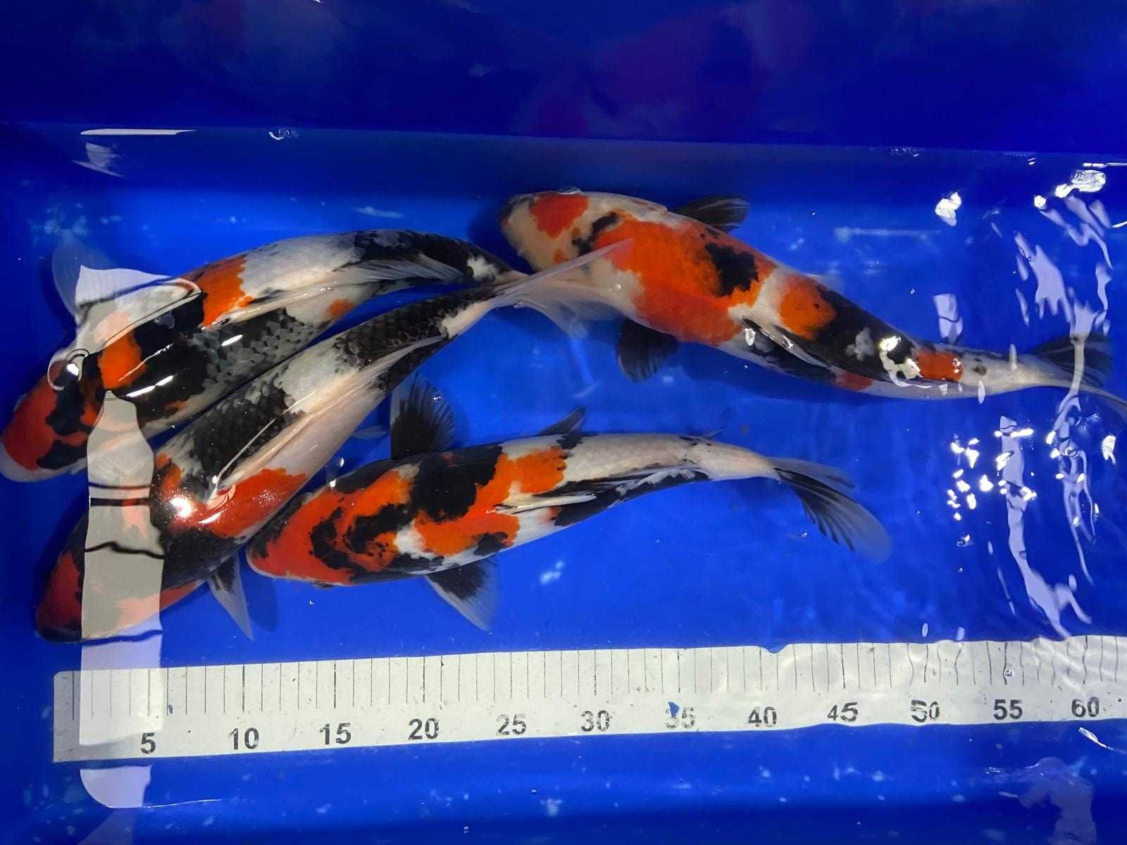 Karp Koi Oryginalny z Japonii