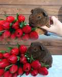 Świnka US Teddy rumiankowy młody