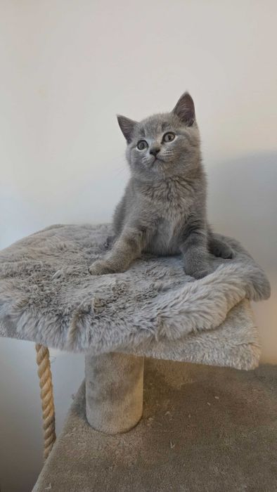 Kot Brytyjski niebieski krótkowłosy