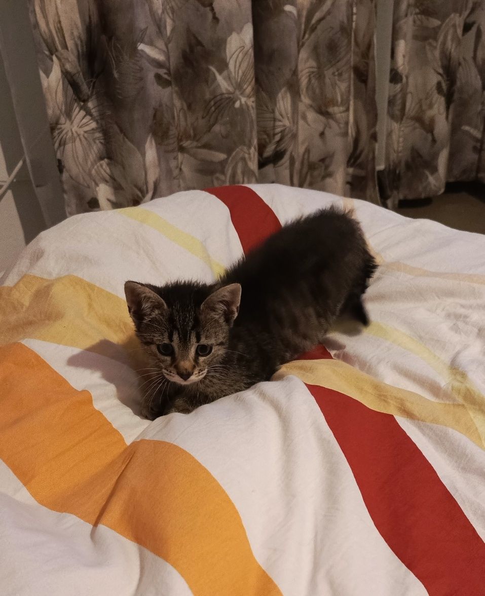 Kotek szuka domu