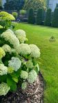 Ogrody Z Pasją: Nasze Kompleksowe Rozwiązania Ogródkowe / SMART GARDEN