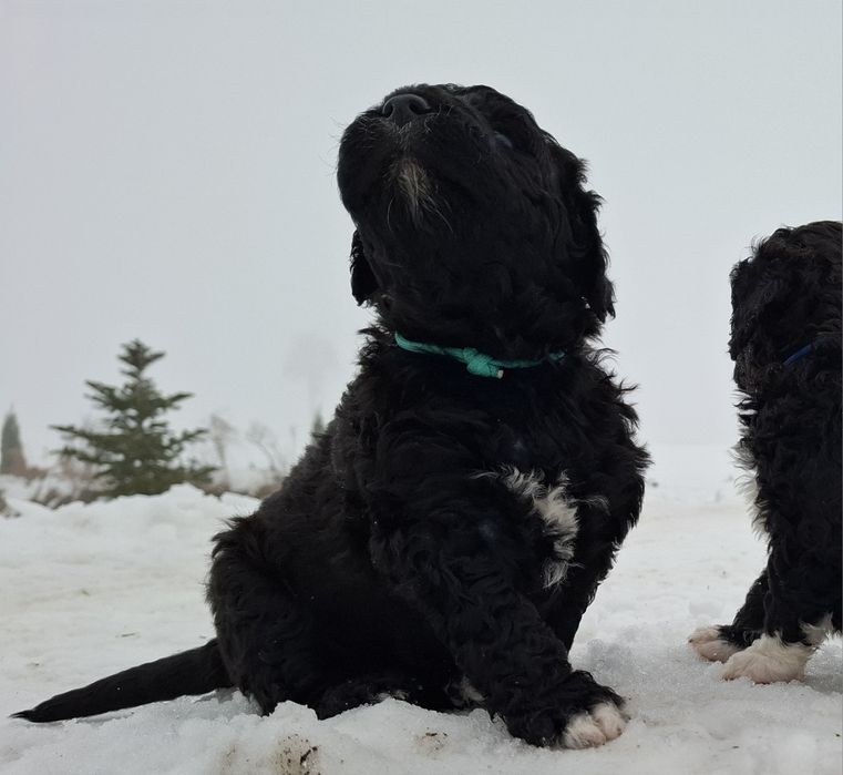 Portugalski pies dowodny Piesek PWD Lagotto Furbetti Coccoloni