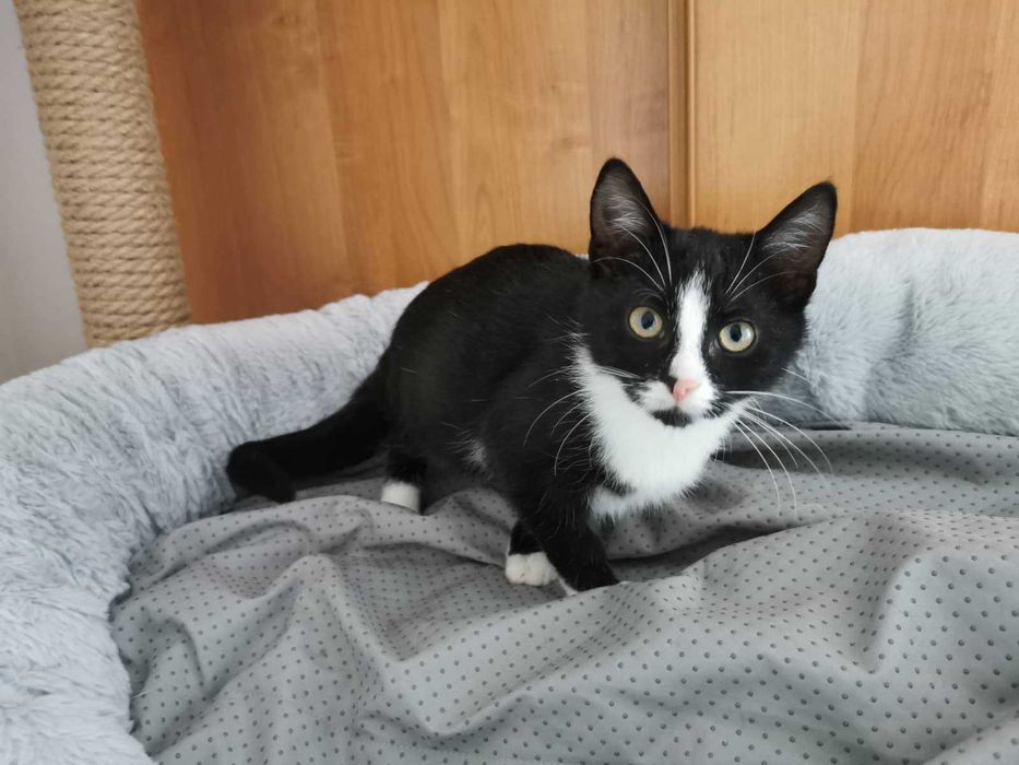 Młody chętny do zabawy kocurek