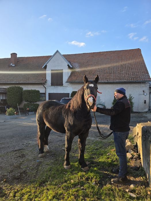 Wałacha 4.5 letniego