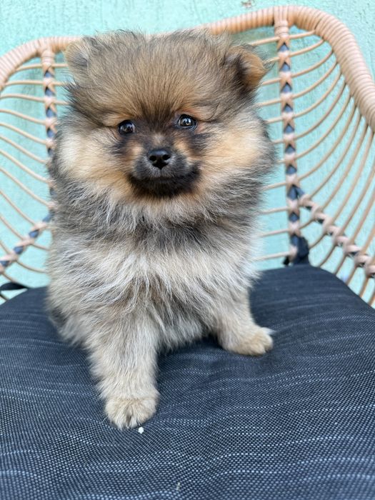 Piękna suczka szpic miniaturowy Pomeranian Sable BOO