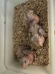 Marianinhas bebes