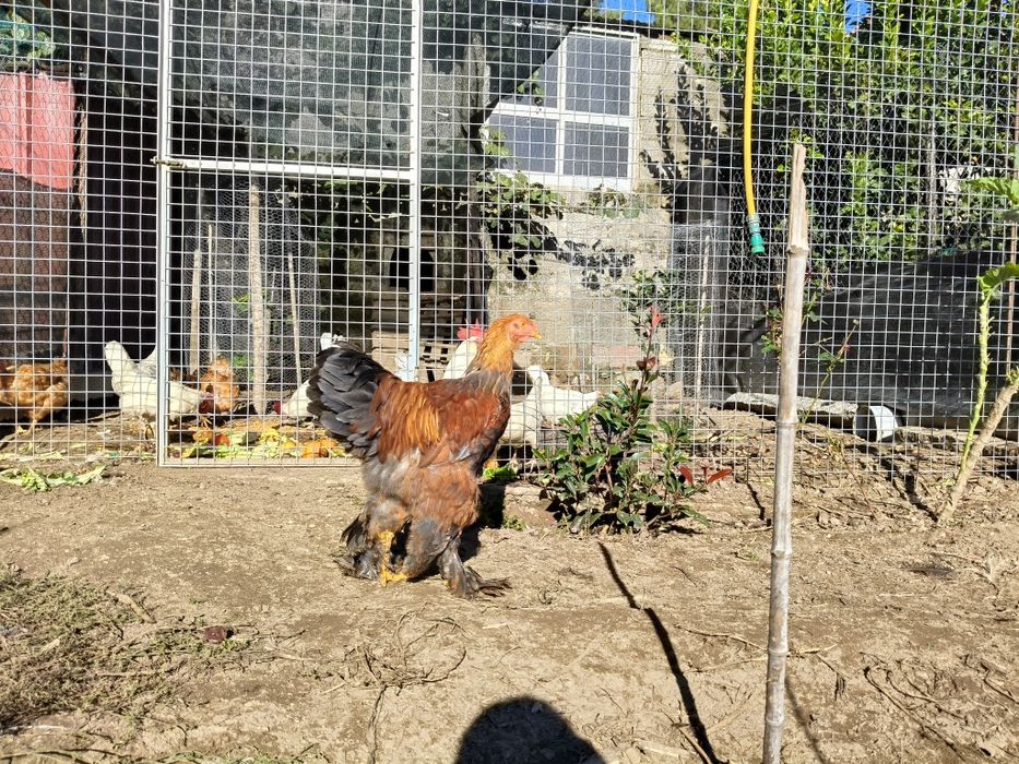 Galos Brahma Perdiz