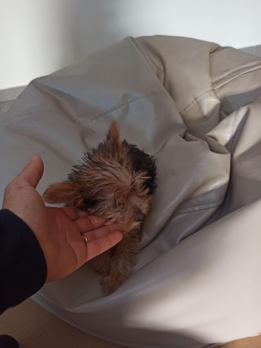 Lindo menino Yorkshire