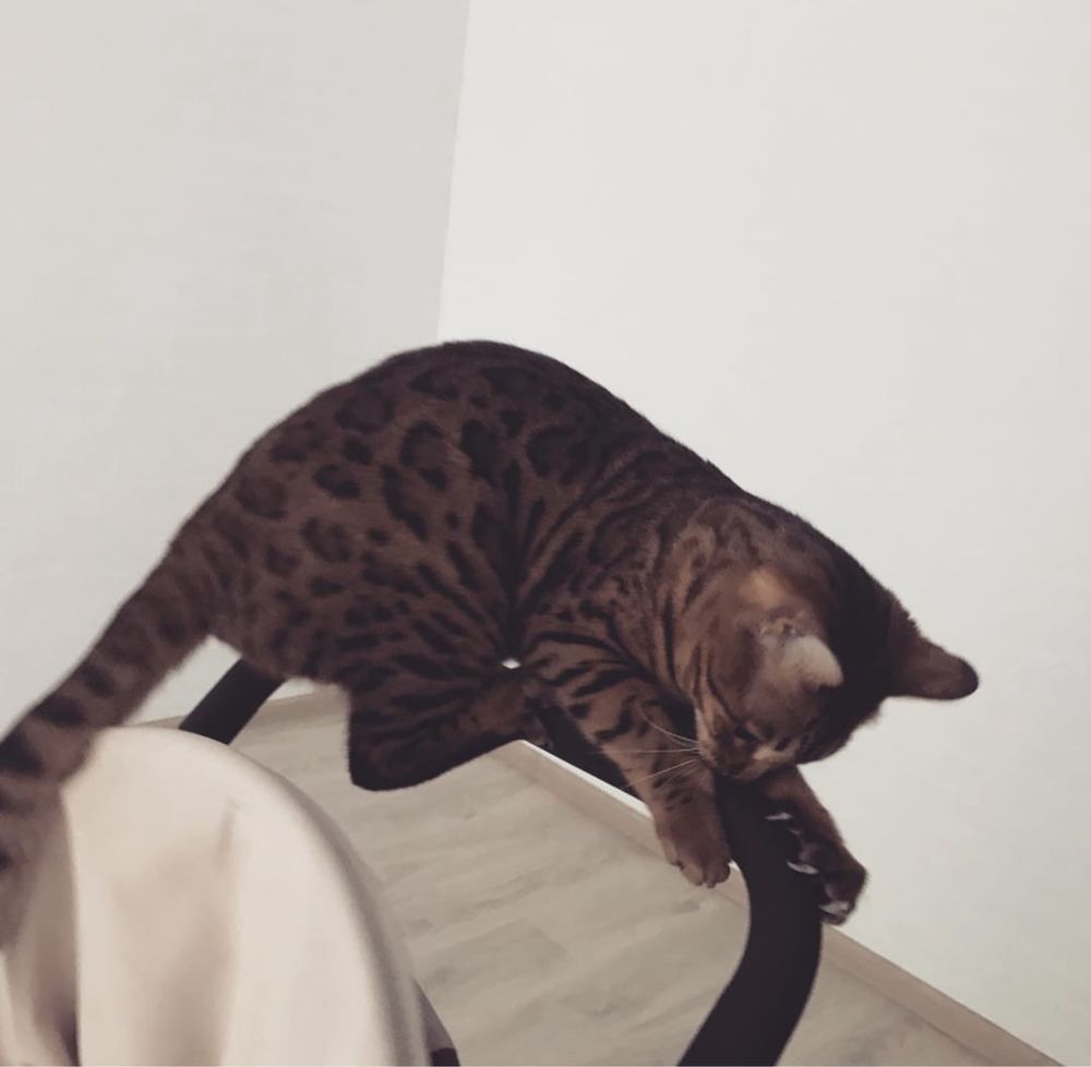 Бенгальские котята
