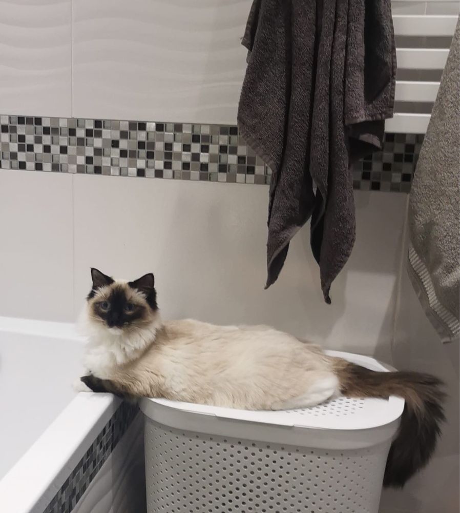 Ragdoll kotka ragdoll