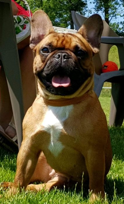 Buldog buldozek Francuski FCI ZkwP
