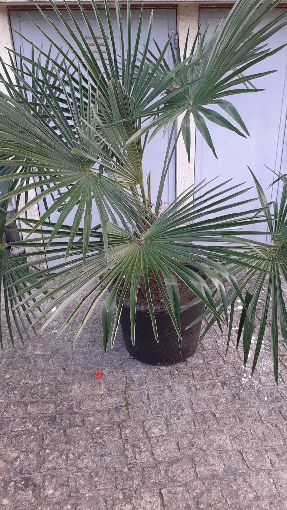 Plantas e árvores