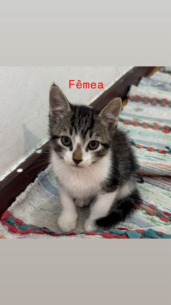 Gatinhos bebés para adoção ( 2 Machos e 1 Fêmea)
