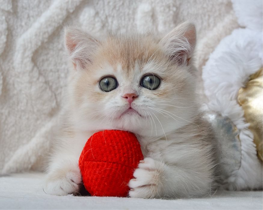 Британське кошеня блакитне золото