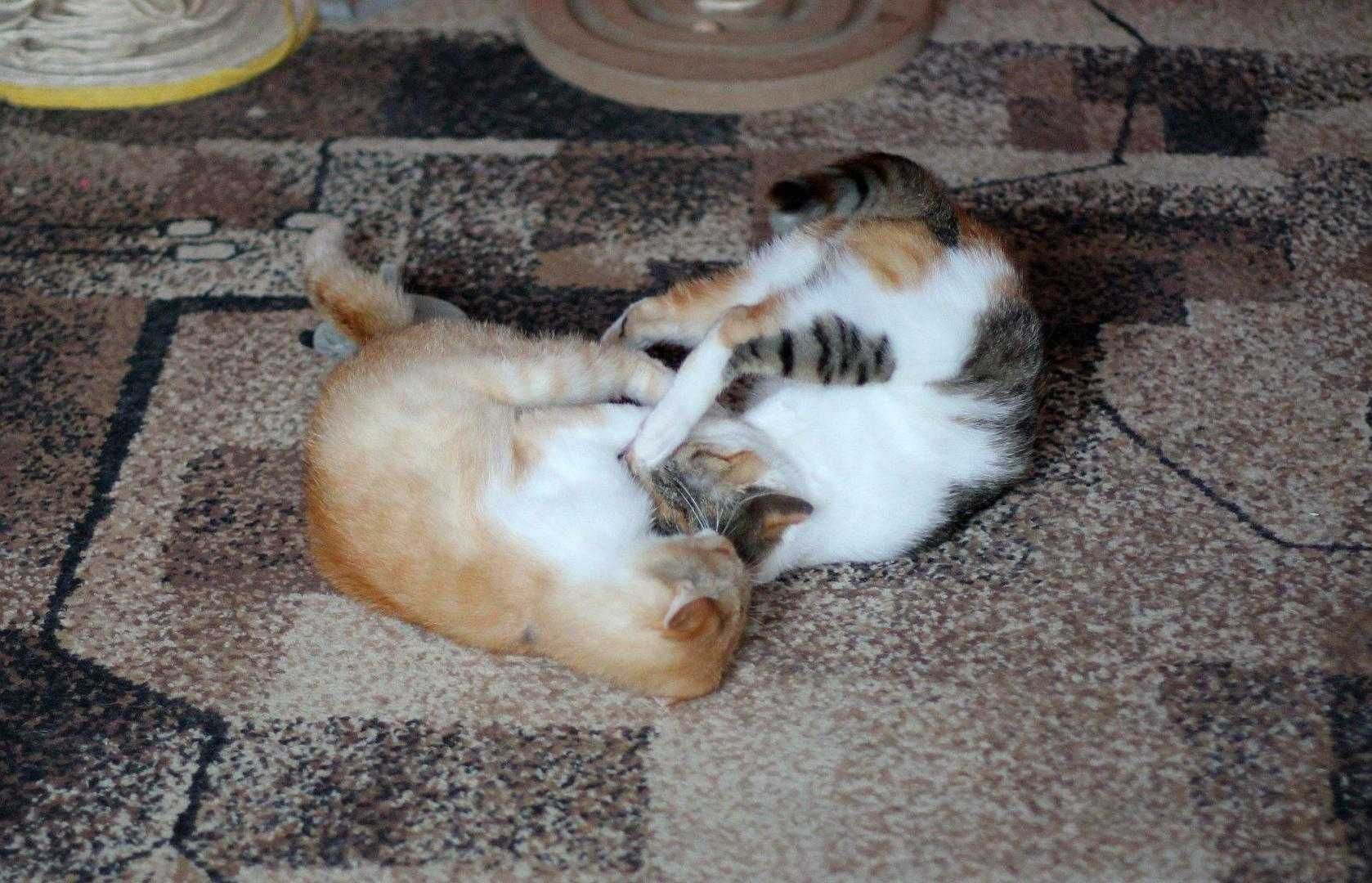 Nierozłączne,dwie,do adopcji razem.